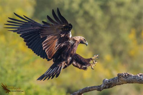 Águila Imperial Ibérica en vuelo