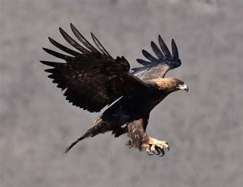 Águila Real en vuelo