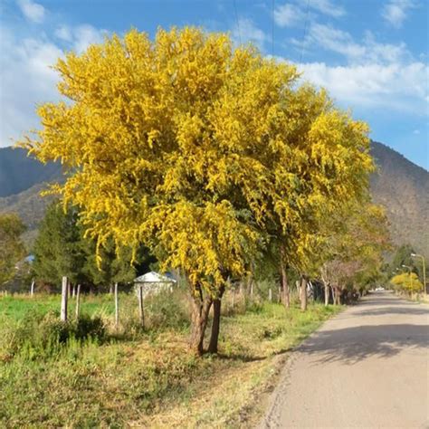 Árbol de Chañar