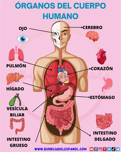 Órganos detoxificantes del cuerpo humano