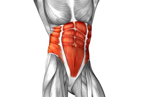 Abdomen y cadera