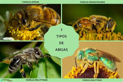 Abejas