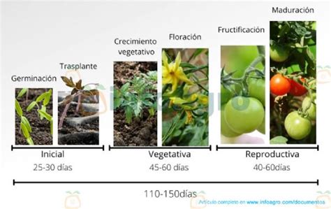 Absorción de Nutrientes en Tomate