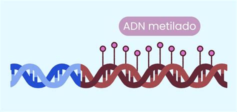 Actividad del MTHFR en la síntesis y metilación del ADN