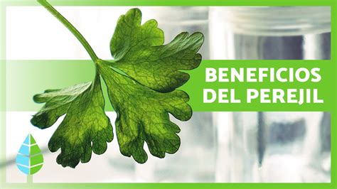 Agua de perejil para bajar de peso
