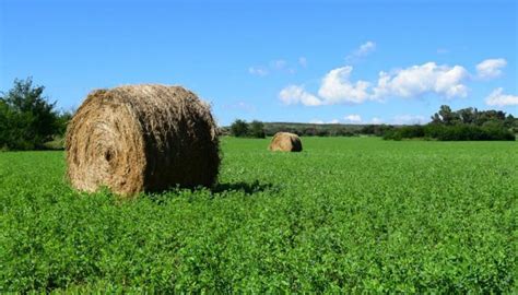 Alfalfa en el campo