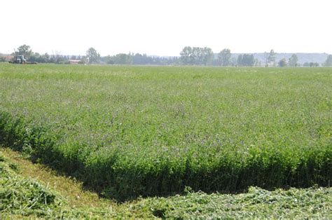 Alfalfa para ganado