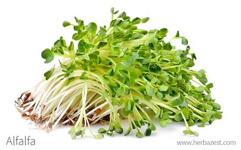 Alfalfa planta nutritiva