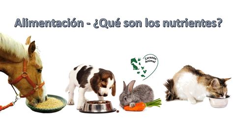 Alimentación Animal