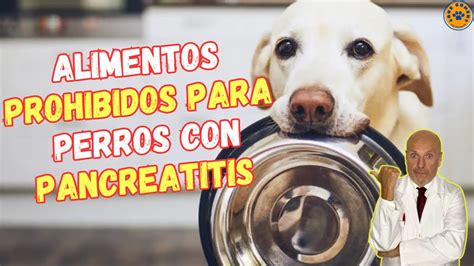Alimentación adecuada para perros con pancreatitis
