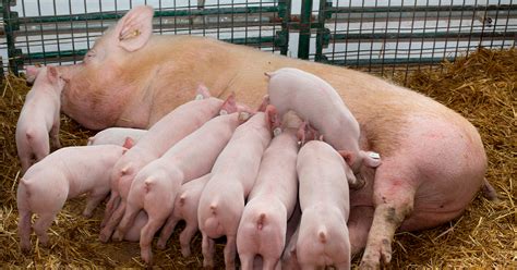 Alimentación de cerdas lactantes
