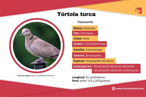 Alimentación de la Tórtola Chilena