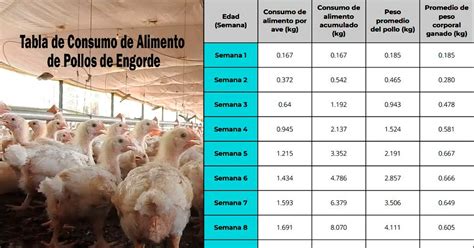 Alimentación de pollos de engorde