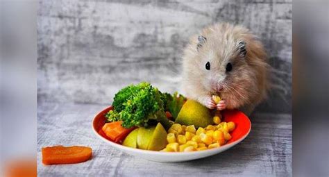 Alimentación del Hámster