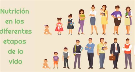 Alimentación en las diferentes etapas de la vida