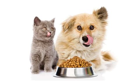 Alimentación vegetariana para gatos y perros