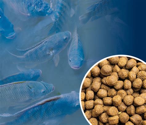 Alimentos e ingredientes para peces