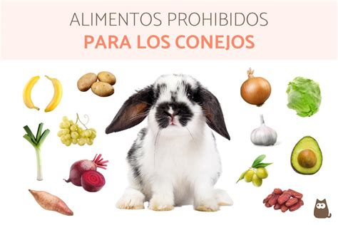 Alimentos prohibidos para conejos