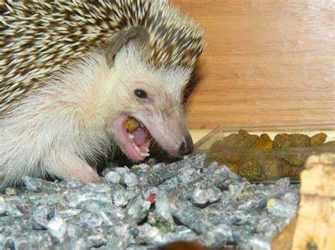 Alimentos prohibidos para erizos de tierra