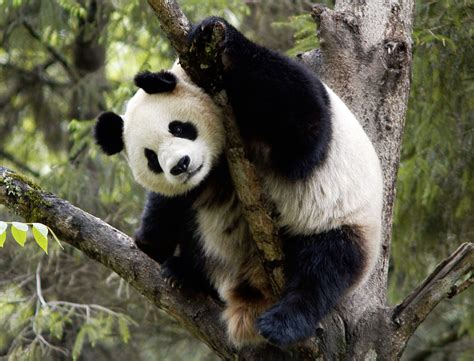 Amenazas al Panda Gigante