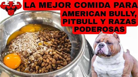 American Bully y comida