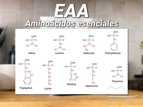 Aminoácidos esenciales
