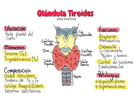 Anatomía de la Tiroides