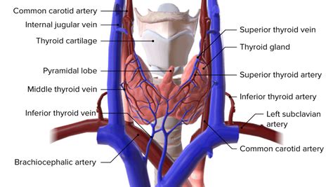 Anatomía de la glándula tiroides