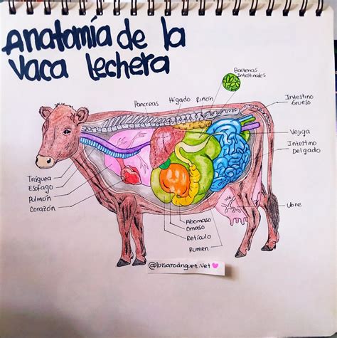 Anatomía de la vaca