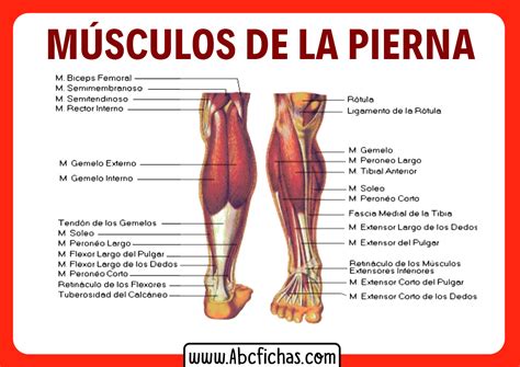 Anatomía de los músculos de la pierna