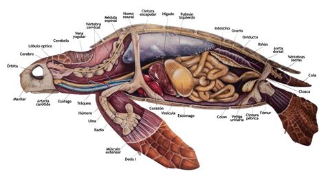 Anatomía de una tortuga