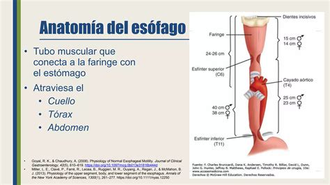 Anatomía del Esófago