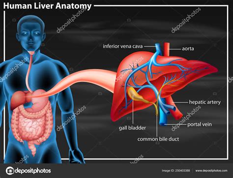 Anatomía del Hígado Humano