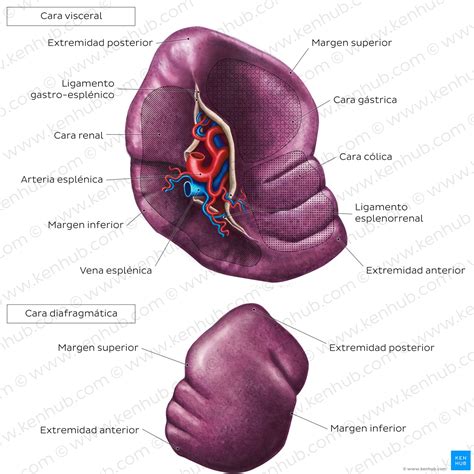 Anatomía del bazo