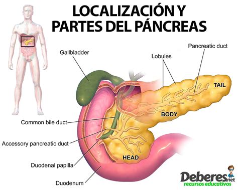 Anatomía del páncreas