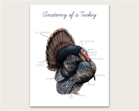 Anatomía del pavo