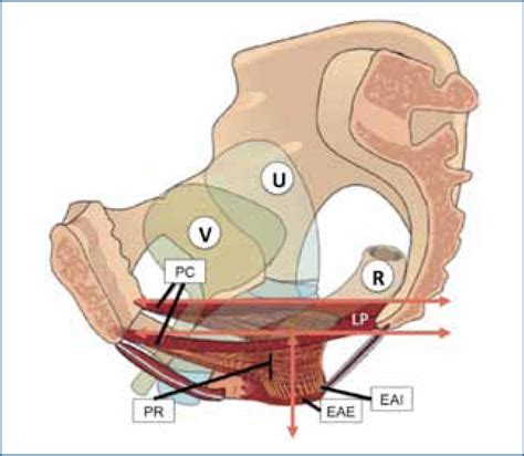 Anatomía del piso pélvico