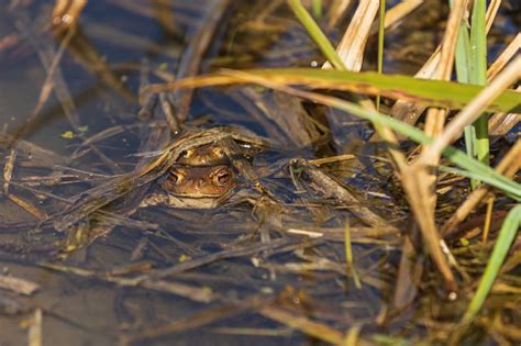 Anfibio en su hábitat natural