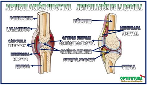 Articulación Sinovial de la Rodilla