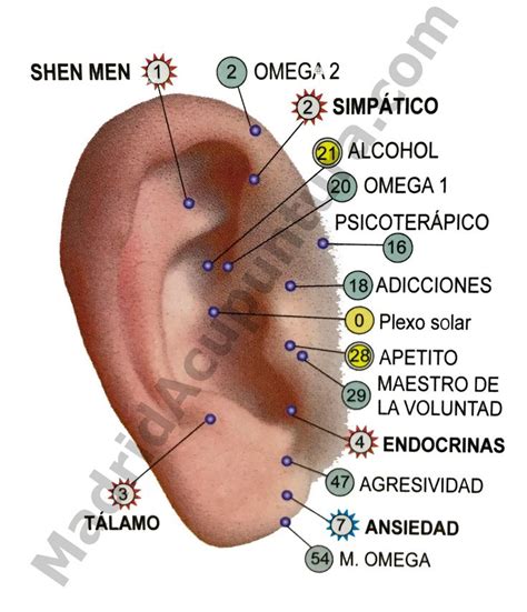 Auriculoterapia para adelgazar