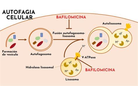 Autofagia Esquema