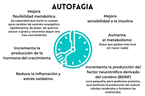 Autofagia y ayuno