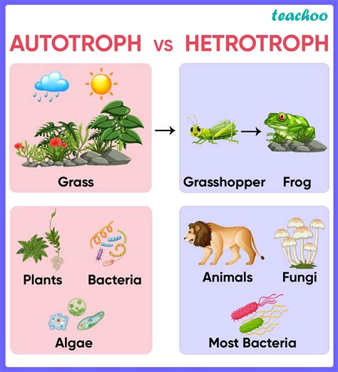 Autotrophic vs Heterotrophic Nutrition