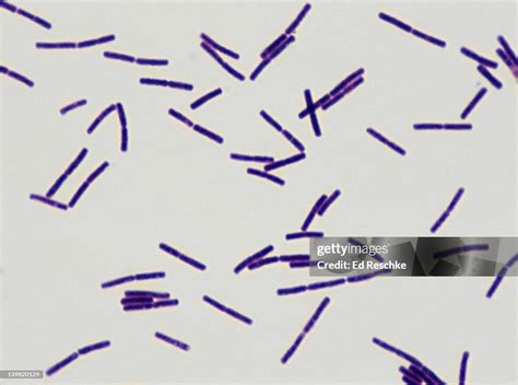 Bacillus subtilis