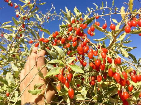 Bayas de Goji frescas