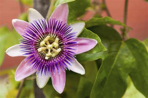 Beneficios de la Passiflora