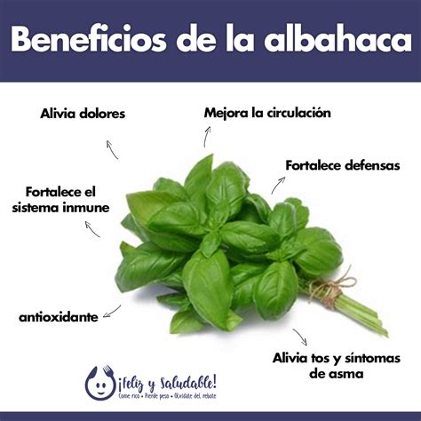 Beneficios de la albahaca