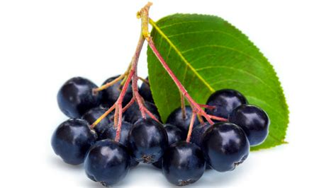 Beneficios del Maqui
