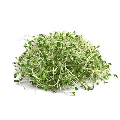 Brotes de Alfalfa