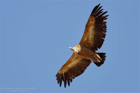 Buitre Leonado en vuelo